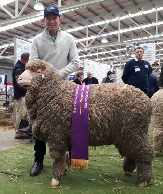 Warren Russell with a Melrose stud ram that took out the Bendigo Reserve Champion Fine Poll Ram. Picture: CONTRIBUTED