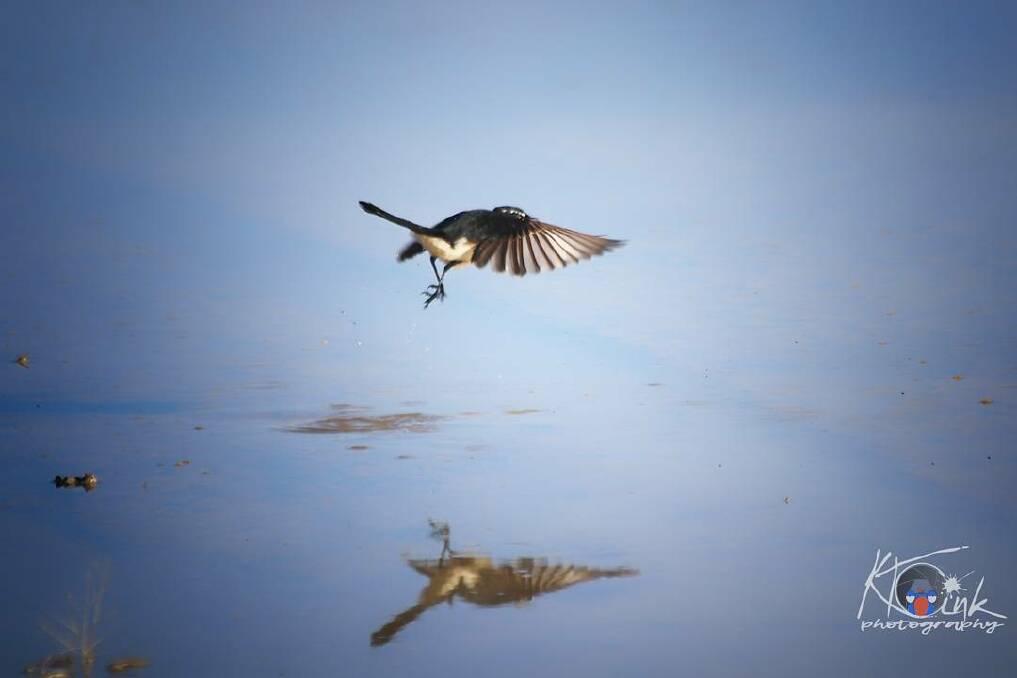 IN FLIGHT: @tink_kl shared this snap of a willie wagtail at Kaniva. Share your photos using #wakeupWimmera 