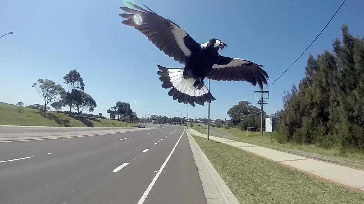 WATCH OUT: It's that time of year again, so people across the region are being reminded about ways to best avoid aggressive magpies during spring. 