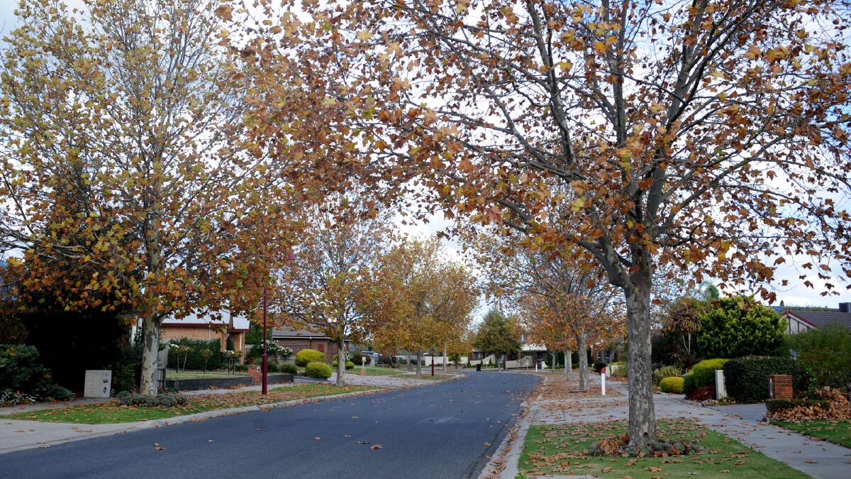 Plane trees along Withell Street, Horsham. 17 residents would like to see them replaced with a different species to prevent leaf litter and damage from root growth. Picture: SAMANTHA CAMARRI 