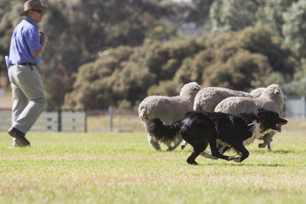 TRIALS: Man and dog versus sheep at the 2017 Moyston Sheep Dog trials. The event returns this month for its 90th year.