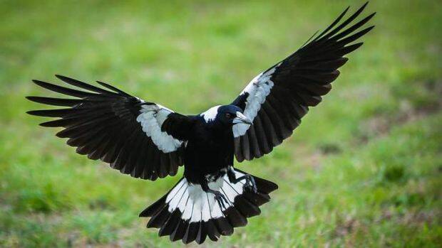 Magpie Swooping season is upon us again. Picture: KATHERINE GRIFFITHS