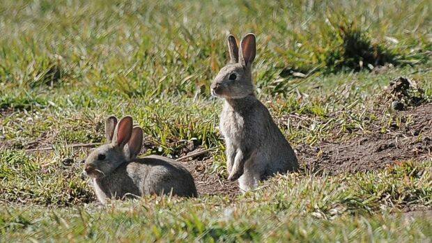 Kaniva rabbit first to die from new calicivirus