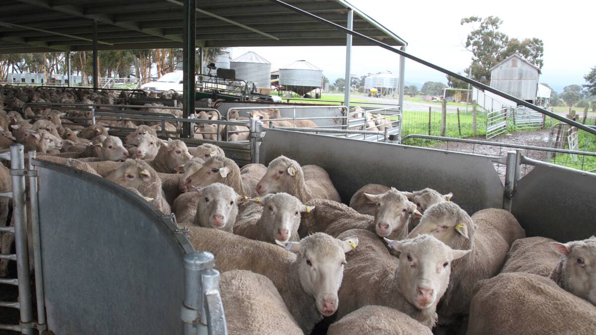 Sheep at Dobie lamb farmer Charlie de Fegely's property. Picture: PETER PICKERING