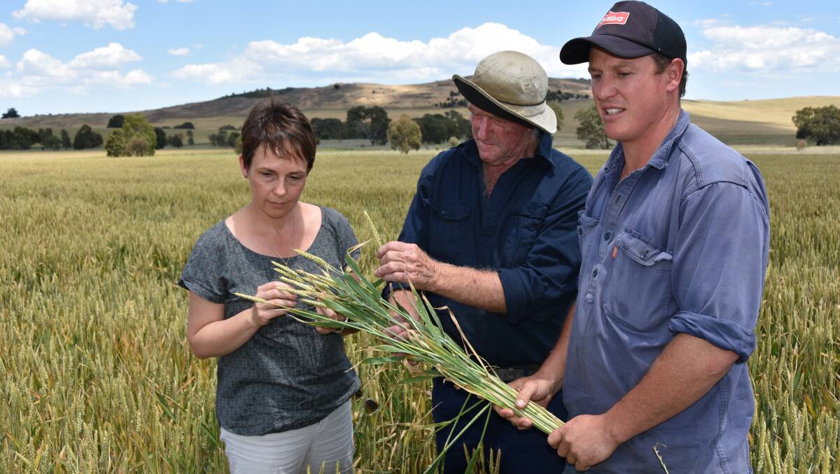Victoria's Agriculture Minister Jaala Pulford inspects frost damaged wheat with growers Bruce McKay and Andrew Laidlaw, at the Laidlaw's Ararat property earlier in November. PICTURE: Andrew Miller.