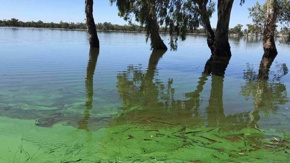Wooroonook Lake continues to be affected by a Blue-Green Algae bloom. Picture: CONTRIBUTED