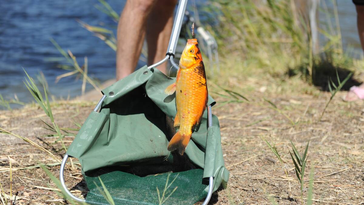 GOLDEN: There was plenty of action at the Horsham Fishing Competition, including this golden fish caught just before 3pm.