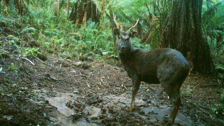 A Sambar deer in Sherbrooke Forest, photographed by a remote sensor camera in 2013. Photo: Supplied