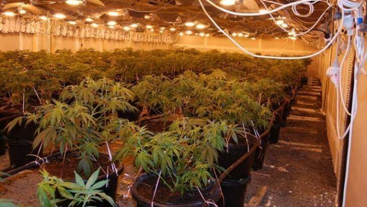 Going green: Police say there could be as many as 1500 crop houses operating in Victoria. Photo: Victoria Police