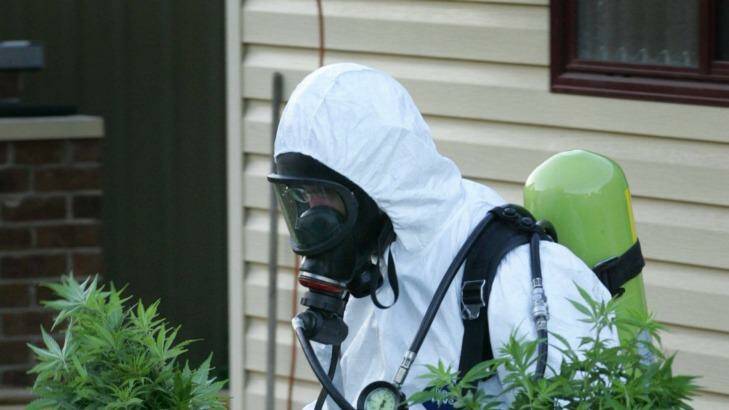 Drug squad police remove plants from a crop house. Photo: Hank VanStuivenberg