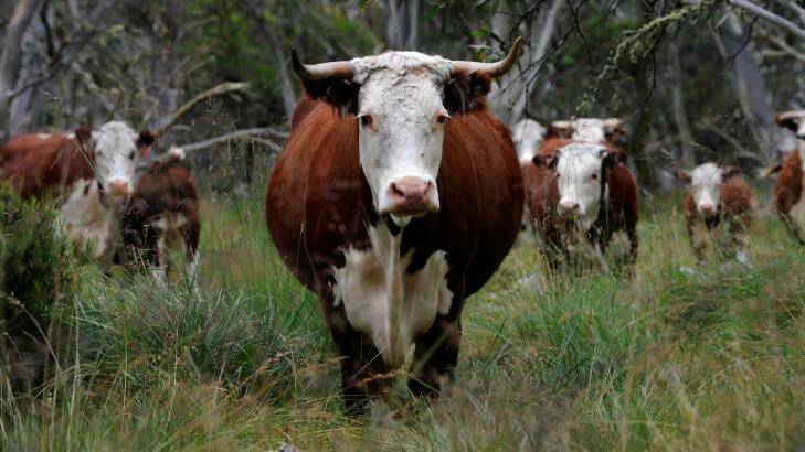 To graze or not to graze: Should cattle be allowed in Alpine National Park? Photo: Justin McManus