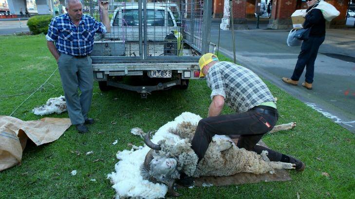 Jackie Chan the ram is sheared at Enterprize Park in Melbourne's CBD. Photo: Pat Scala