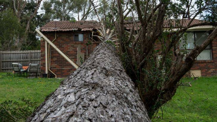 A house in Boronia was badly damaged by this fallen tree. Photo: Penny Stephens