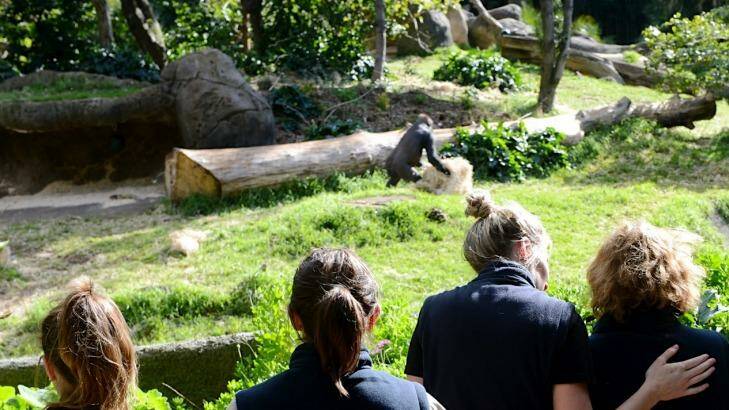 Melbourne Zoo staff at the gorilla enclosure in 2013. Photo: Pat Scala