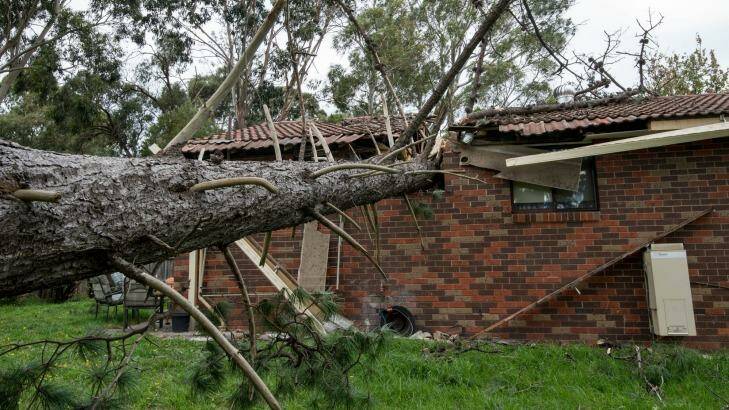 A neighbour's tree fell on this house in Boronia. Photo: Penny Stephens