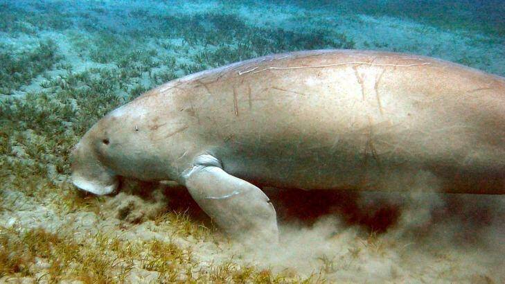 A dugong in Moreton Bay.
 Photo: Picasa