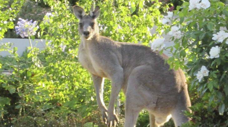 Kangaroos have been making the headlines lately. Photo: Margaret Weir