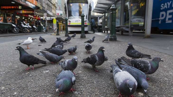 Pigeons in Elizabeth Street. Photo: Paul Jeffers