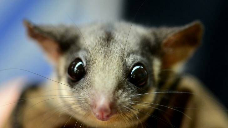 The plight of the Leadbeater's possum has been a political issue in Victoria. Photo: Justin McManus