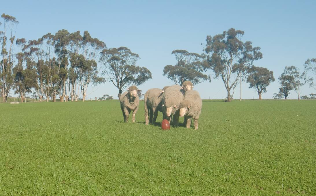 KICKING GOALS: Western Victorian stud breeders Hannaton Merinos have shone at the Mundulla Agricultural Bureau Hoggett Competition in South Australia. Picture: CONTRIBUTED