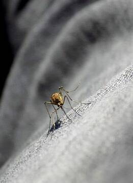 MOZZIES: As mosquitoes come out so do a litany of home remedies.