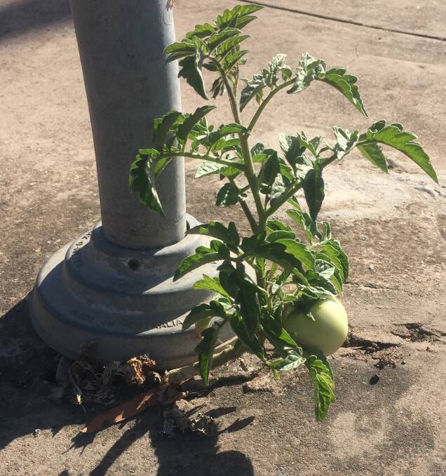 MIRACLE: A mystery strong-willed tomato plant in Horsham. Picture: SOPHIE BOYD