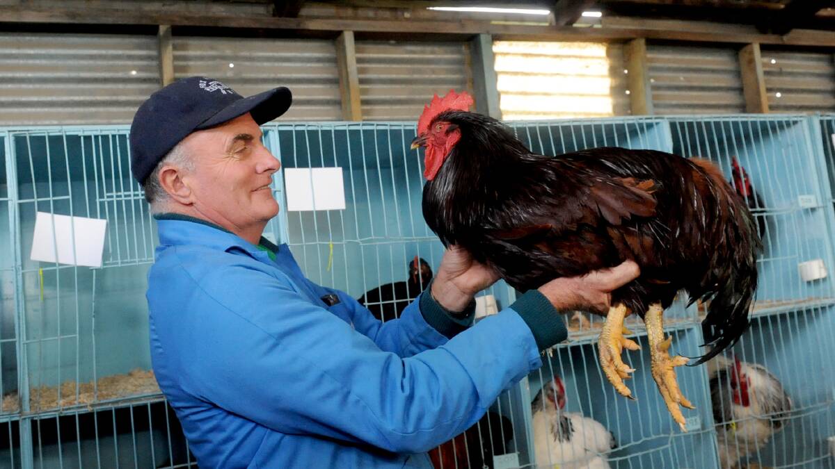 Roger Clark, Telopea Downs, with his Rhode Island Red Rooster at the Wimmera Poultry Club show. Picture: SAMANTHA CAMARRI