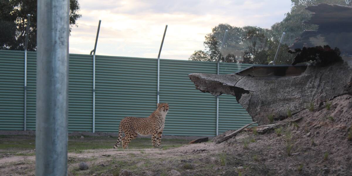 NEW HOME:  Halls Gap Zoo welcomed 19-month-old cheetah brothers Jana, pictured, and Hizi on Friday.