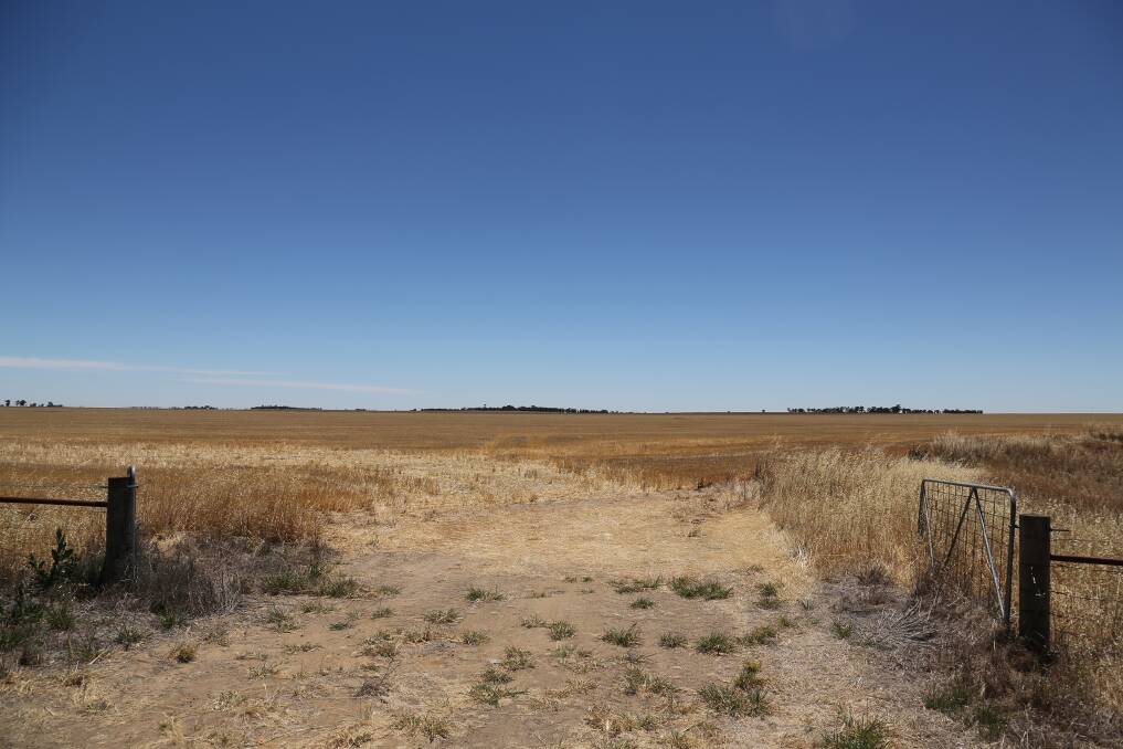 DRY: Wimmera farmers believe this year's harvest will be difficult because of dry conditions. Picture: THEA PETRASS