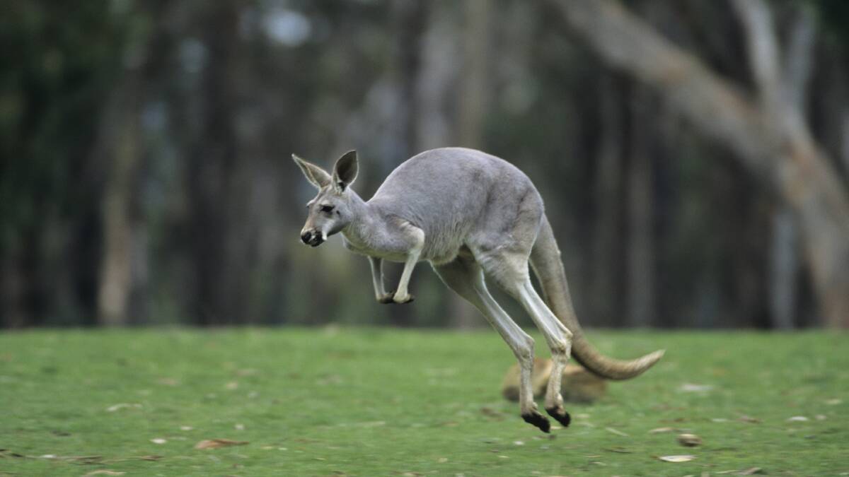 CULLED kangaroos in Horsham Rural City, Yarriambiack Shire and Northern Grampians Shire will be processed into pet food.