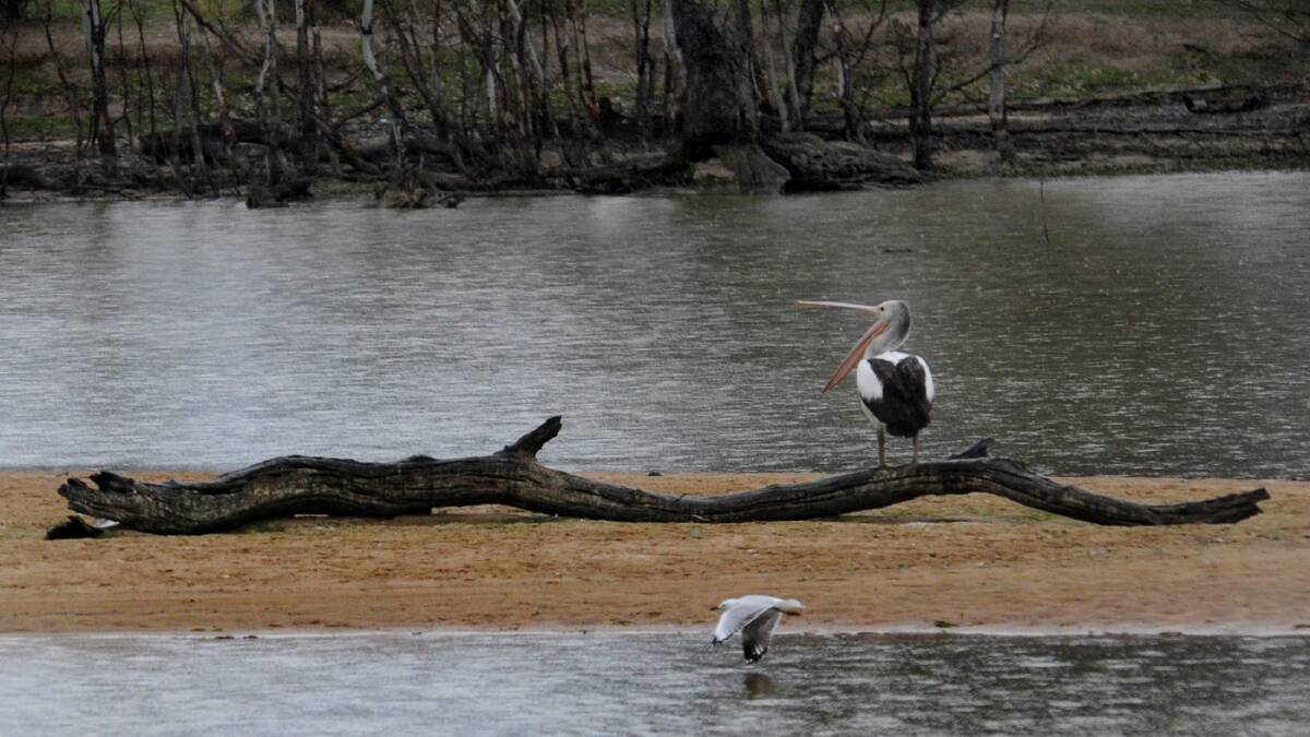 PIC OF THE DAY: Our photographer Paul Carracher snapped a picture of a pelican on the Wimmera River at Menadue Street in Horsham on Thursday.