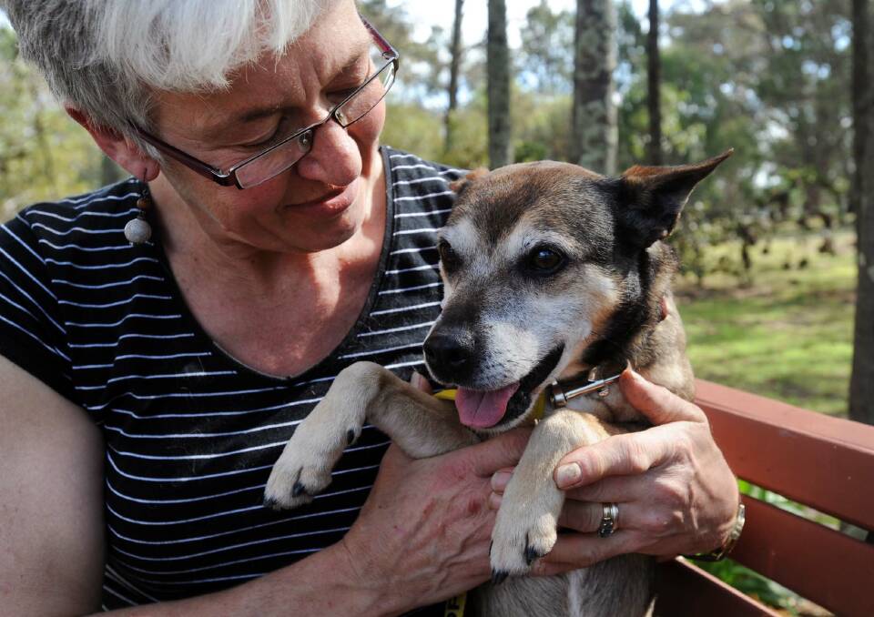 SECOND CHANCE: Lyn Gerdtz with a foster dog from Horsham PAWS. The group works closely with Horsham Rural City Council to rehouse animals. Picture: PAUL CARRACHER
