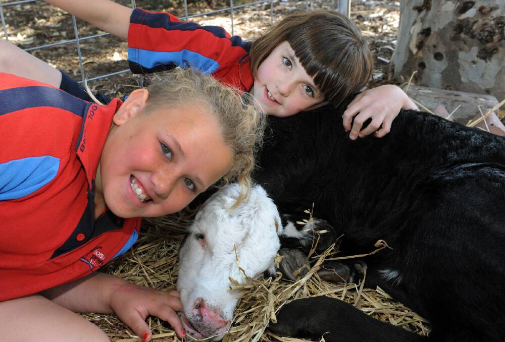 TALK TO THE ANIMALS: Charlotte Barrett and Jacky Bowman-Gunning from Horsham Primary School with a calf supplied by Cindy Francis for Children's Week. Picture: PAUL CARRACHER