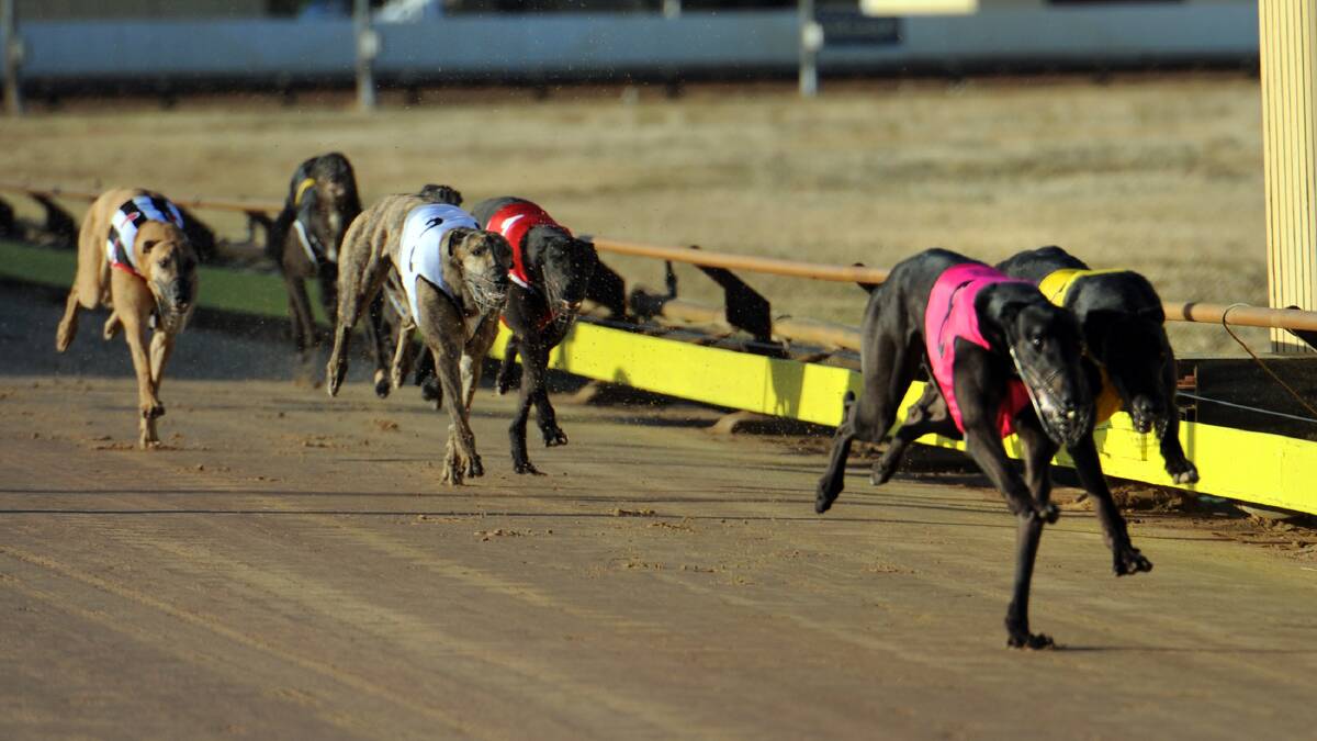 BRINGING IT HOME: The fast-finishing Crump won the Horsham Cup in record time on Saturday night. Picture: PAUL CARRACHER