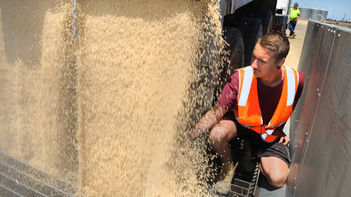 IN THE SWING: Jacob Williams receives barley at Moore Bulk Storage in Horsham on Tuesday. Picture: PAUL CARRACHER