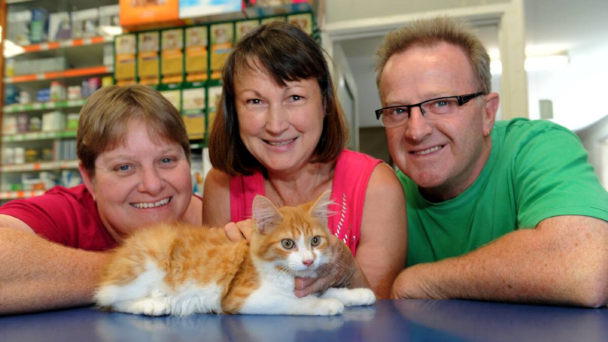 LUCKY CAT: Judy Gardiner, middle, with Connor, the 200th cat to be rehoused through Horsham Petstock and Horsham People for Animal Welfare and Support. Pictured with her are Horsham PAWS president Carolyn Stow and Horsham Petstock owner Gary Smith. Picture: PAUL CARRACHER