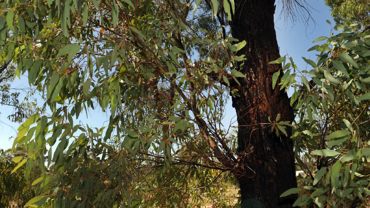 West Wimmera council gives Kaniva farmer green light to cut trees, despite objections