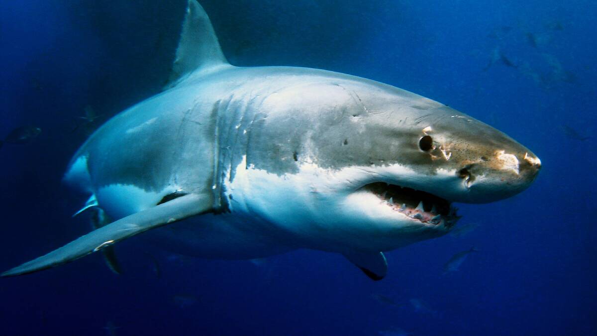 CSIRO has confirmed that WA is Australia's great white shark hot spot Photo: Shutterstock

