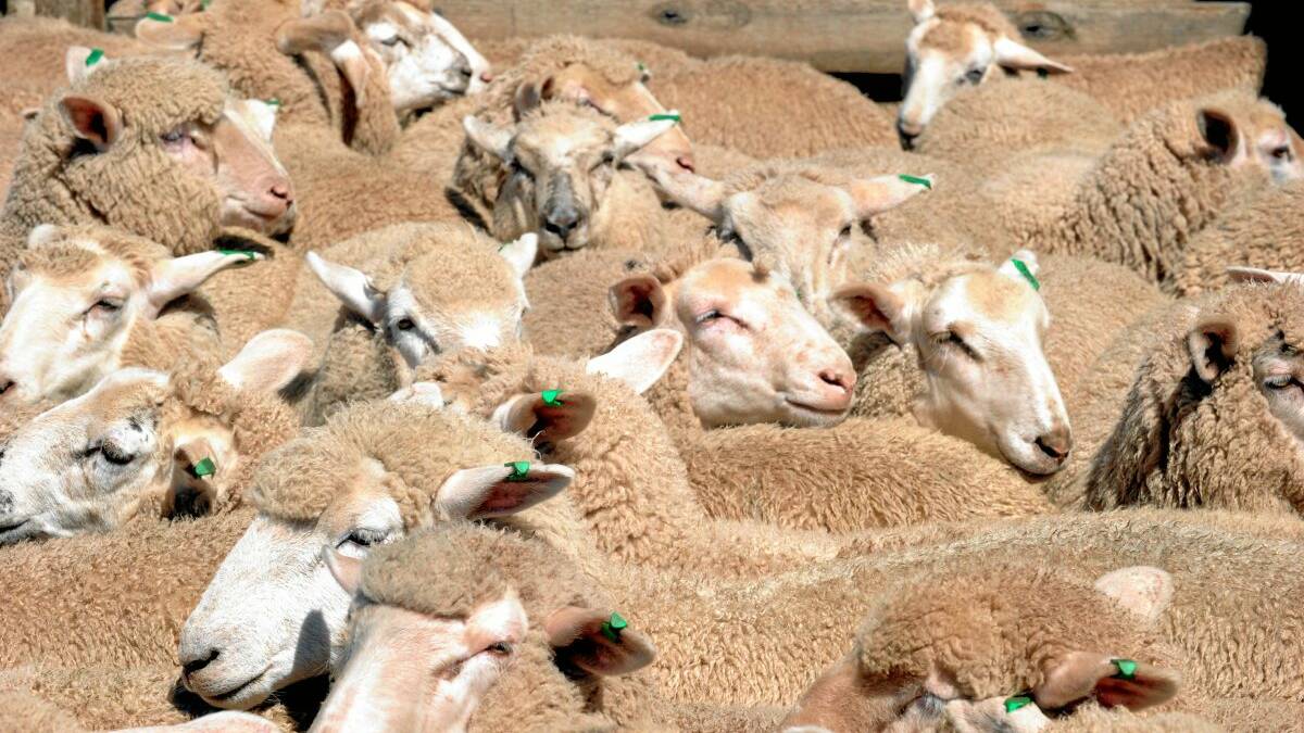 Brimpaen prime lambs reach $200 a head