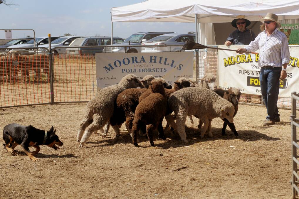 BIG BUSINESS: Barry Price, with Joe, rounding up sheep at Moora Kelpies at the Wimmera Machinery Field Days. Picture: SAMANTHA CAMARRI
