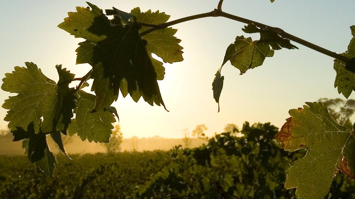 Wimmera wineries to receive reliable water supply