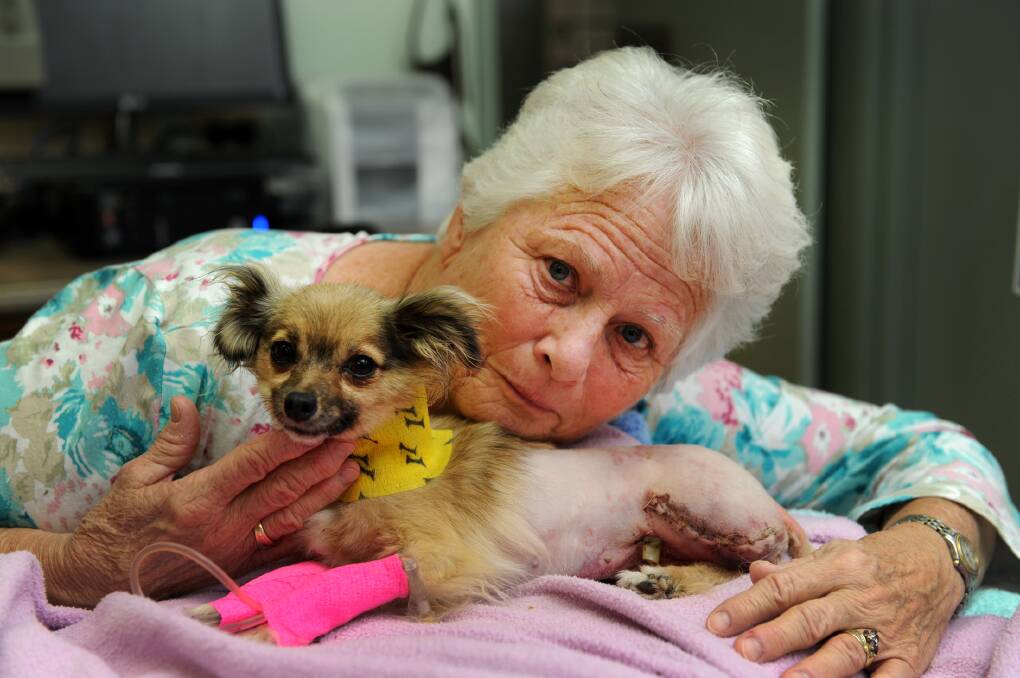 ATTACKED: Lorelei Godfrey with her dog Meika. The pair were attacked near Bennett Road Kindergarten and have pleaded with the attacking dog’s owner to come forward. Meika has had a leg amputated and could still die. Picture: PAUL CARRACHER