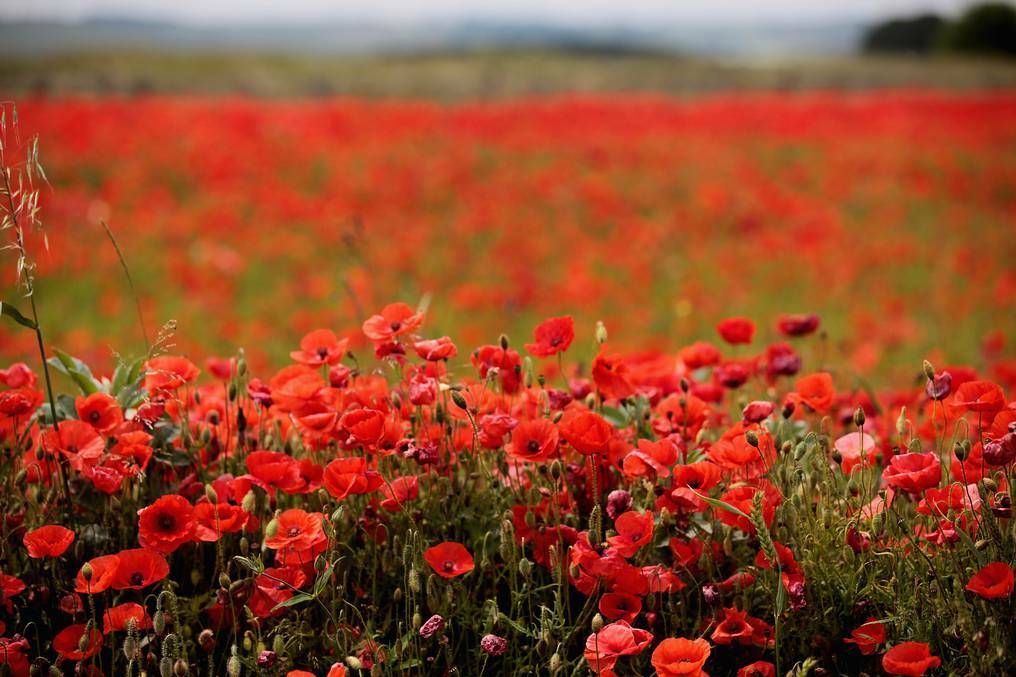 Poppies bloom in the warm summer sun. Picture: GETTY IMAGES