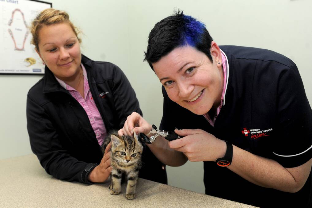 ON THE JOB: Horsham Veterinary Hospital vet nurse Jess Hofmaier and vet Sarah Farnham check a kitten for ear mites. Picture: SAMANTHA CAMARRI