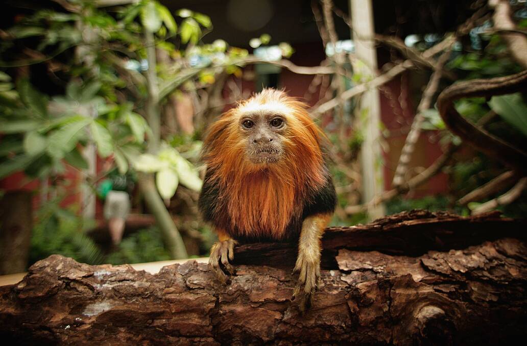 A golden lion tamarin. Pictures: GETTY IMAGES