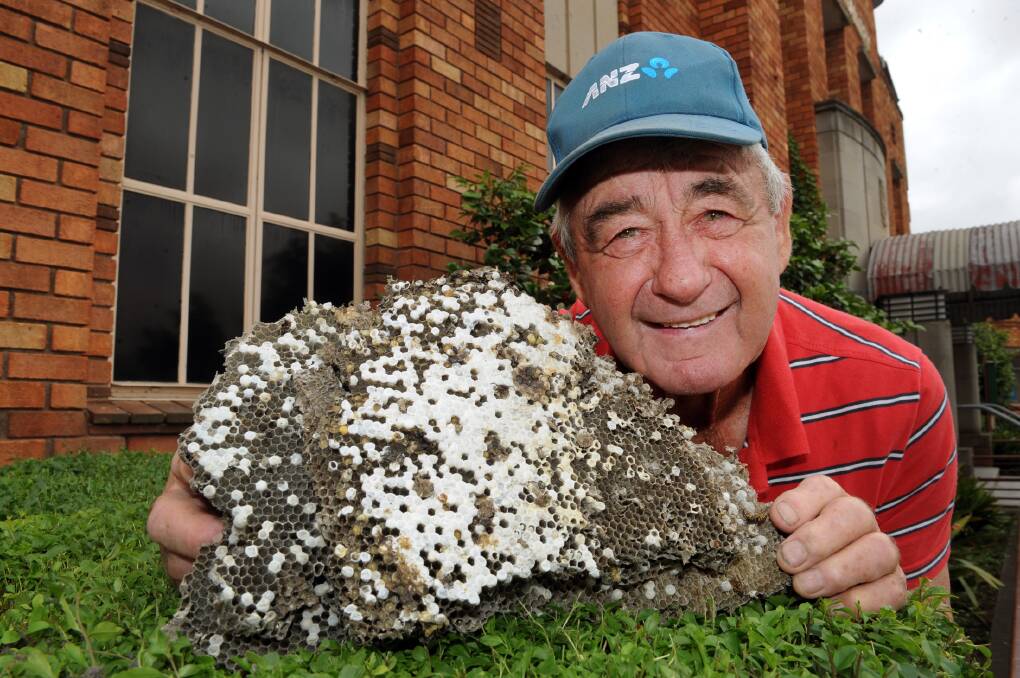 DECEMBER: Pest controller David Schache has found a European wasp nest in Horsham.