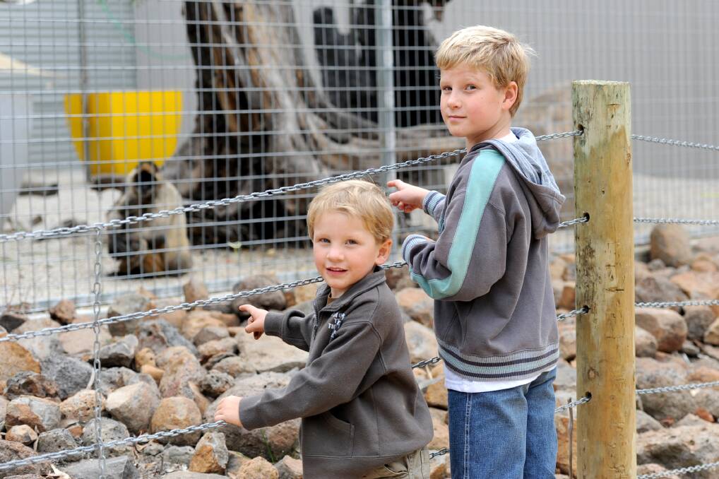MONKEY BUSINESS: Brothers Tyson Meek, 3, and Bailey Meek, 9, of Skipton check out the monkeys during a family day at Halls Gap Zoo. Pictures: SAMANTHA CAMARRI