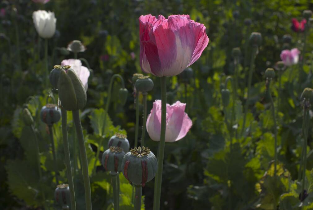 Opium poppy crop. Picture: GETTY IMAGES