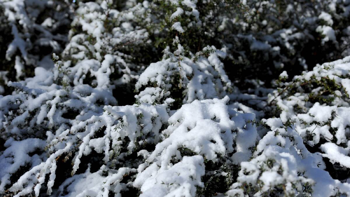 Snow at Mt William. Pictures: SAMANTHA CAMARRI