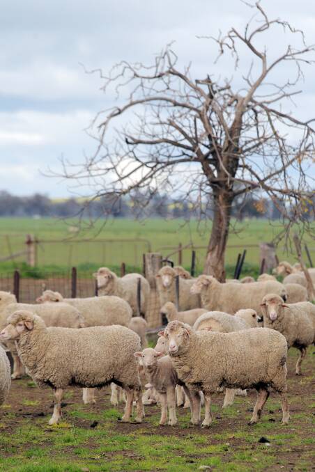 SHEAR: Neville McIntyre hopes to finish shearing and take advantage of the good meat prices for old surplus sheep. 